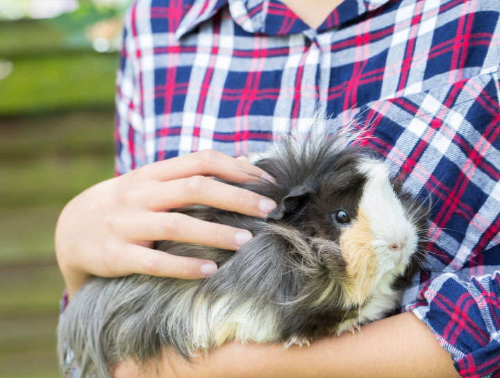 Vet that take guinea pigs store near me