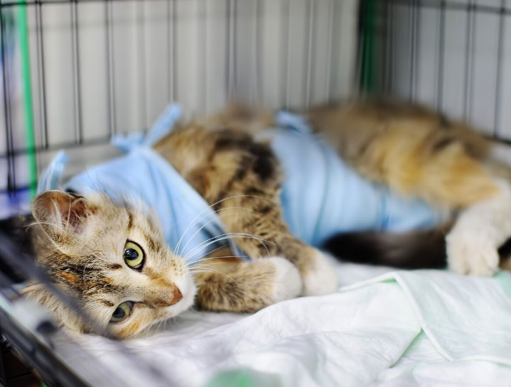 Leominster Veterinary Surgeries