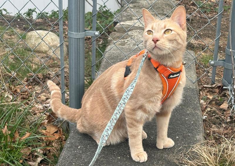 Carousel Slide 53: Alvin enjoying the fresh air on his harness and leash